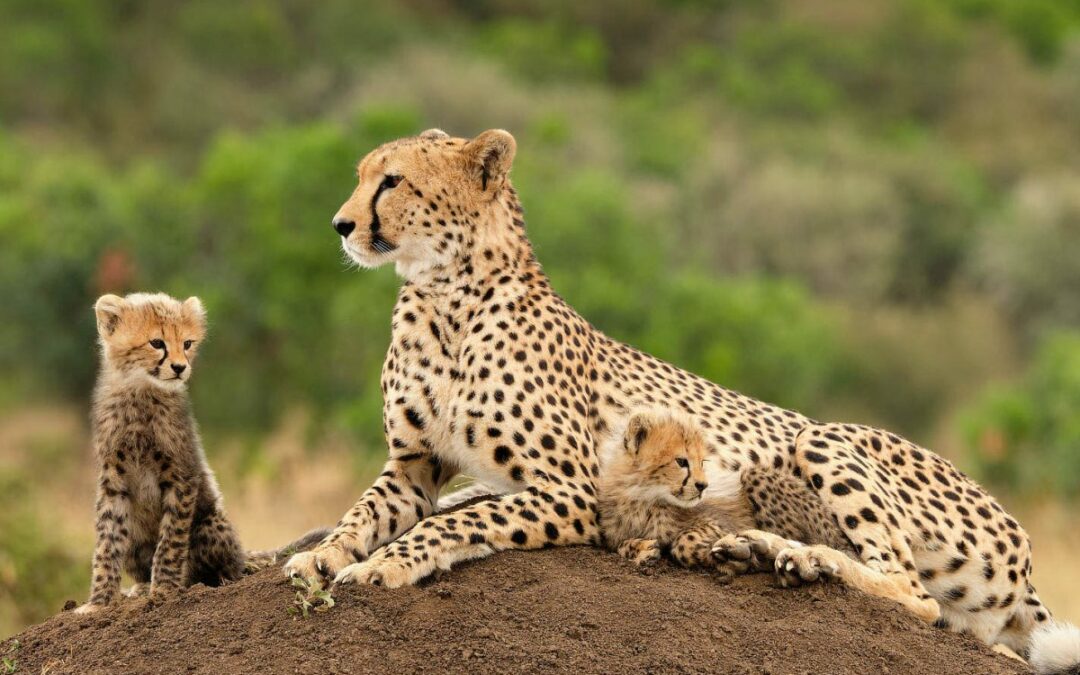 Dinokeng’s Cheetahs: A conservation success story Part Two