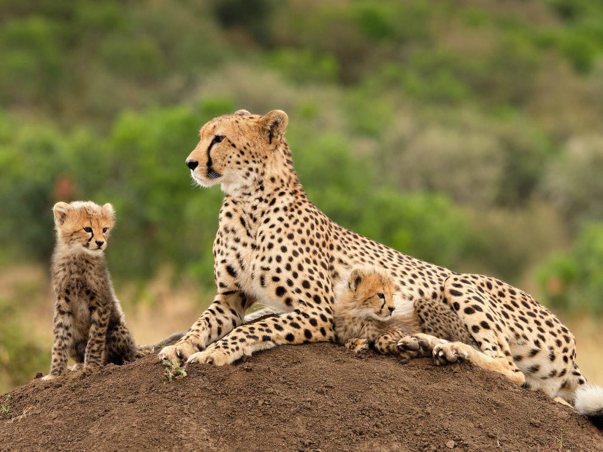 Dinokeng’s Cheetahs: A conservation success story Part Two