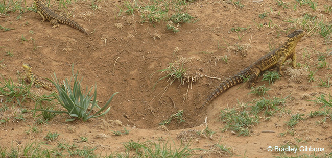 Sungazer Lizard outside burrow