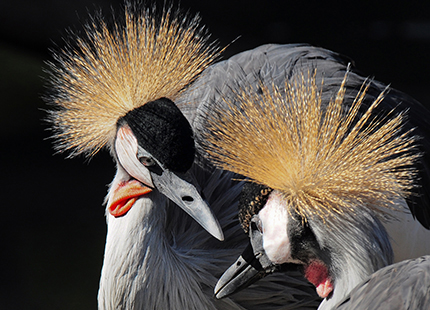 Grey Crowned Crane