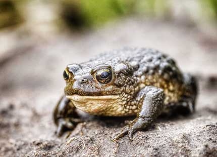 Amathole Toad