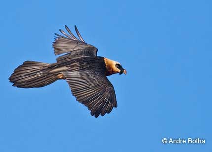 Bearded Vulture