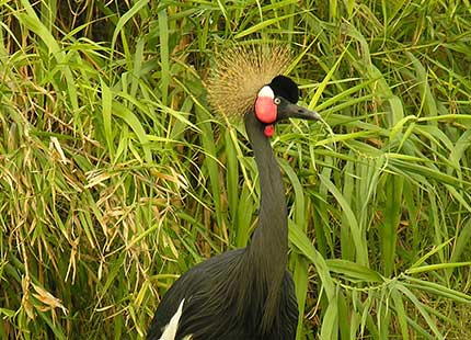 Black Crowned Crane