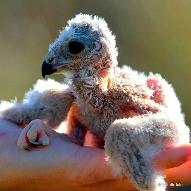 Vulture chick in hands