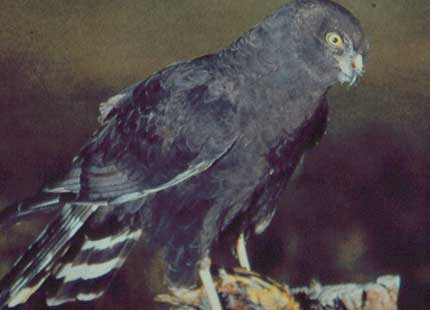 Black Harrier perched