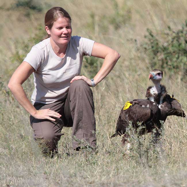 rescued vulture released