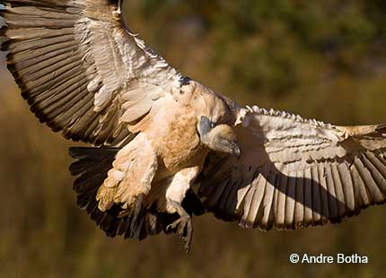 Cape Vulture landing