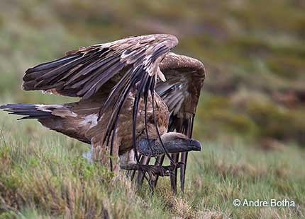 CAPE VULTURE