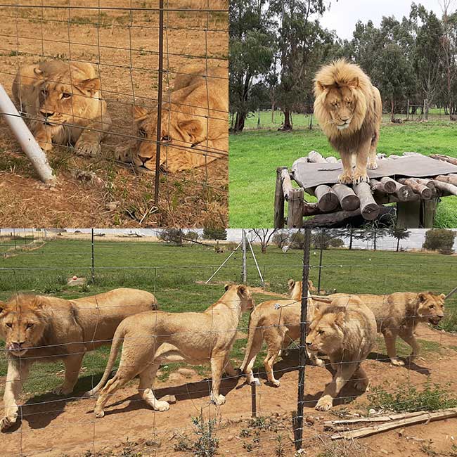 Lions in captivity