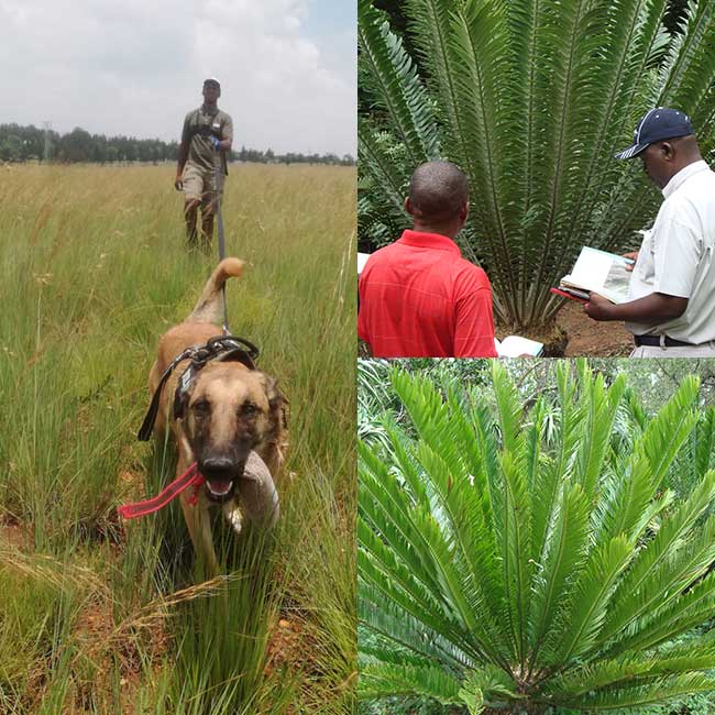 cycads and wildlife crime detection dog