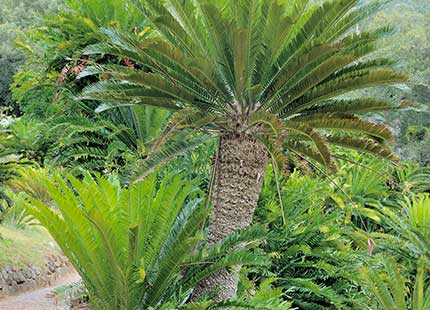 Cycads