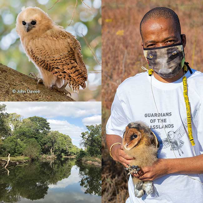 Pel's Fishing Owl and Grass Owl research activities