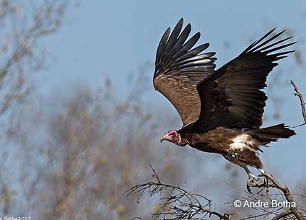 Hooded Vulture flying