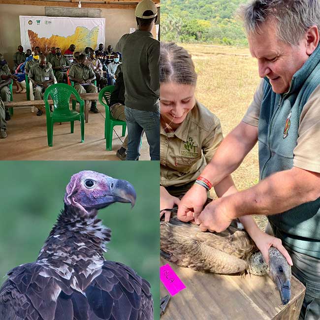 people saving Africa's vultures