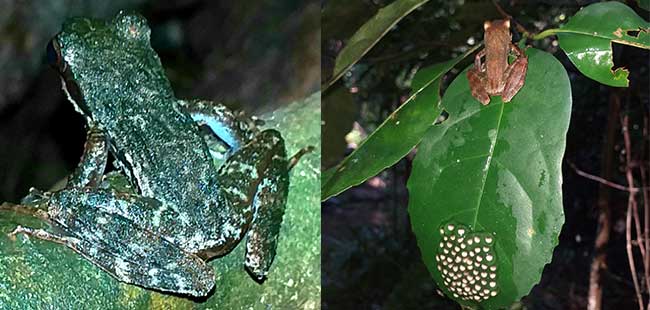 Kloof Frog and Micro Frog on leaf