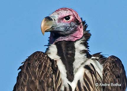 Lappet Faced Vulture