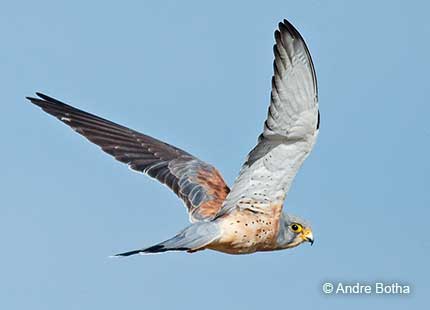 Lesser Kestrel flying