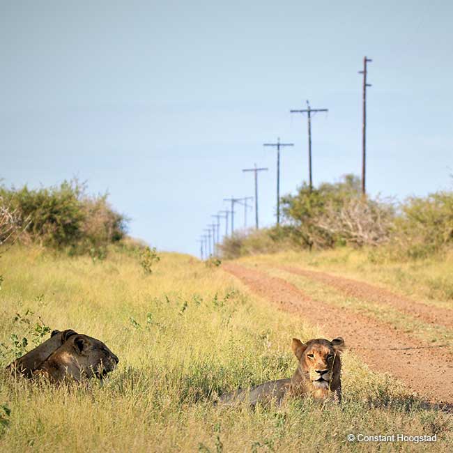 Lions lying in the grass next to a road 