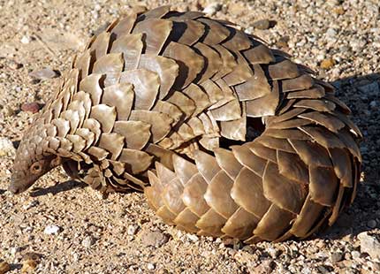 Pangolins