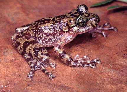 Table Mountain Ghost Frog