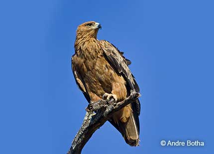 Tawny Eagle