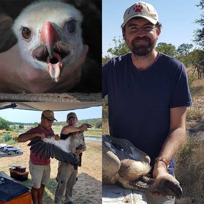 vulture capture and release