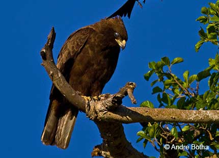 Wahlberg's Eagle in a tree