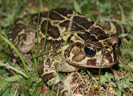 Western Leopard Toad