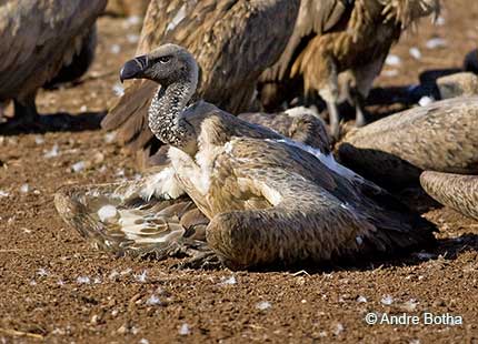 White-headed Vulture walking