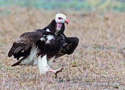 White-headed Vulture walking