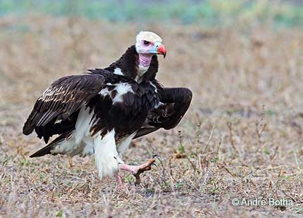 White-headed Vulture walking