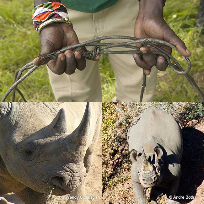 wire snare for poaching and black rhino below