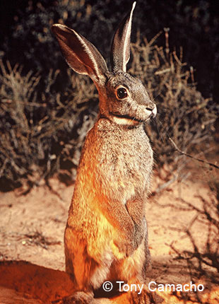 Camera trap surveys for riverine rabbits