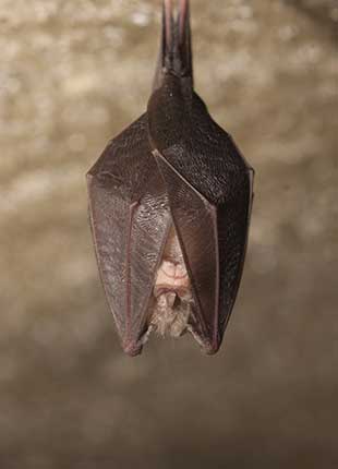 Pre-construction monitoring of bats at wind energy facilities