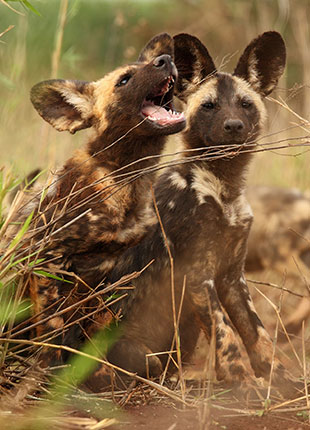 Wild dog advisory group