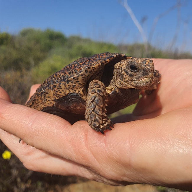 TORTOISE CONSERVATION – A RACE AGAINST TIME