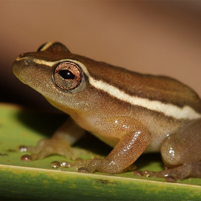 A speck of hope in a fragmented landscape: the story of the Widenham Wetland Protected Environment