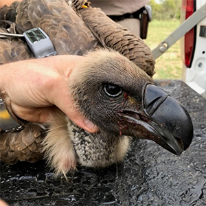 Help from above: Feathered rangers take to the sky