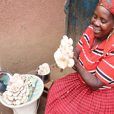 The Mushroom Enterprise – A Game-Changer for Rural Livelihoods and Crane Conservation