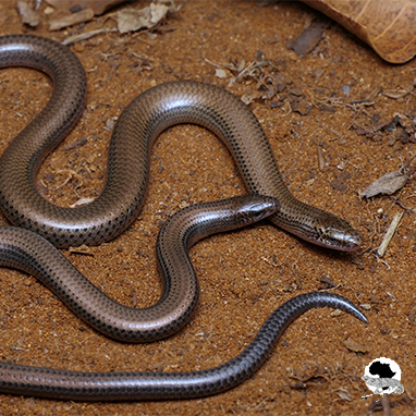 The Durban Dwarf Burrowing Skink: A Tiny Lizard’s Big Fight Against Extinction