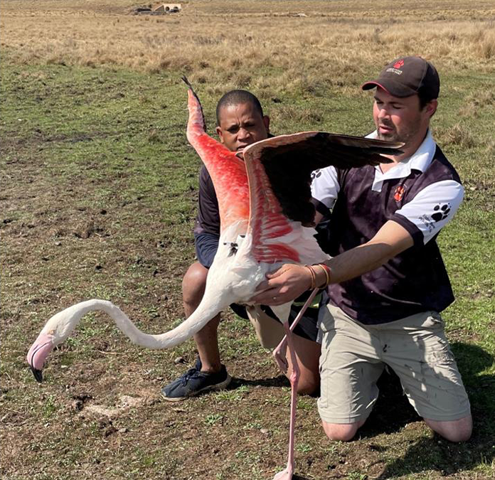 Targeting Hotspots: Protecting Lesser Flamingos from Power Line Collisions